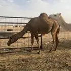 بكار لقحات وقريبات