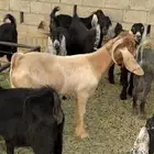 تيس اصفر عارضي ثني