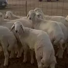 طليان حريه مقفله