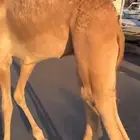 قعدان كفو بلديه سعرها من 5000مع التوصيل