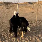 خروف ورخل شحم فل العمر 7 شهور