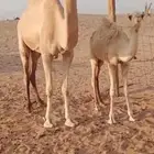 ناقة عشره