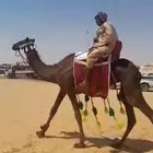 للبيع رحول ابل مجهم طوع
