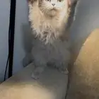 قط للتبني