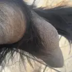 معزا حليب ونظاف شرط