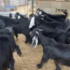 تيوس 4شهور