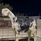 طلي نجدي مشروع فحل معرف فاخر