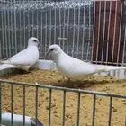 ماسي سنو وايت