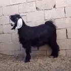 تيوس عارضيه و بورقت و مشاريك خصم الخصم ماشاء الله