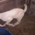 تيس مطور صنف فيه رخاوه يصلح فحل بعد العلاج ووافي لذبح