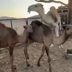 حشو للبيع