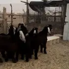 تيوس