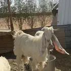 تيس فحل للبيع عمره سنه وشهرين
