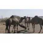 للبيع البل جمله