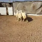 للبيع خمس حريات هرفي فااخر