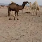 بكره مفروده صفرا عليانيه
