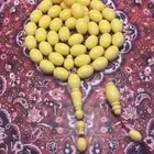 مسباح دومنه جديد