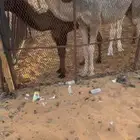قعود رماني