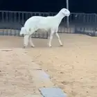 مشروع فحل من مراح عيسى الجبر