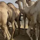 قعدان للبيع