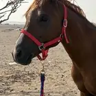 حصان للبيع