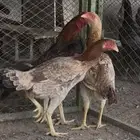 دجاج باكستاني بيور