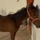مهر شعبي ينافس الواهو