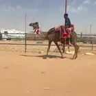 رحول مجهم طيبه
