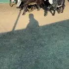 جفرات عوارض خصم الخصم تممم البيع