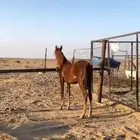 مهر شعبي