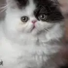 قطط بيكي فيس للبيع