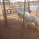 ذبايح حري