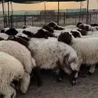 نعيم غنم
