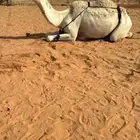 موقع الصداره بالخرج