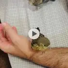 بناديق حسون