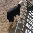 للبيع خروف ورخل السود عمار اربع اشهر ونص ورخلتين بيض عمار 6