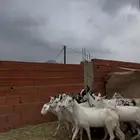 للبيع معزا بيشيات