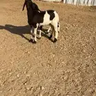 2 رخال سواكن انتاج بلدي الي بيذبح ولايقني