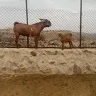 تيس فحل ادهم ماشاء الله