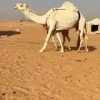 وضحا رمانيه