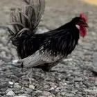 دجاج حباحب اقزام