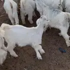 تيوس و حري