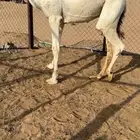 قعود فل الفل للبيع رقم الجوال