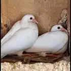 حمام فرنسي جامبو