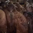 سواكن حمريات فواخر ويوجد ذبح وتوصيل من الطآيف
