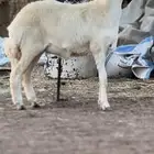 رخال حري سكين أو مقناء