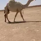 للبيع رمانيه سنها رباع