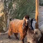 تيس