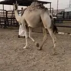 لقحه جذعه تقاود بالرسن