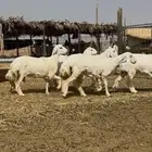 رخال صنف ( تم البيع )